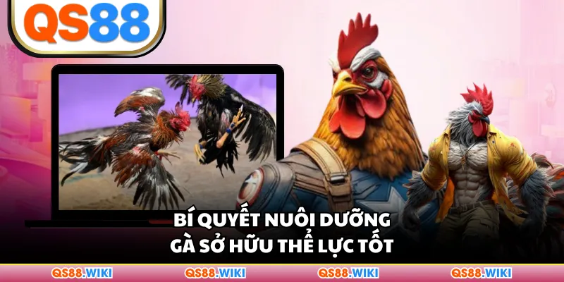 Bí quyết nuôi dưỡng gà sở hữu thể lực tốt