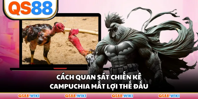 Cách quan sát chiến kê Campuchia mất lợi thế đấu